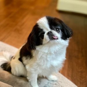 Meet your Posher, Sadie